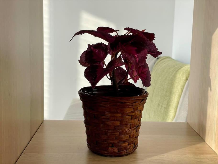 Appartement 73M2 - 2 Chambres - Parking - Wi-Fi Toulouse Ngoại thất bức ảnh